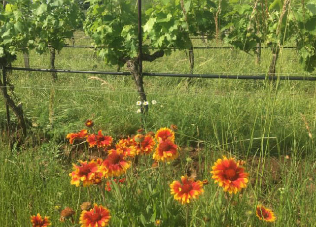 rote Blumen wachsen im Weingarten vom Weingut Schmelzer