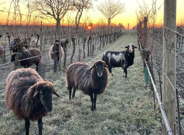 glückliche Schafe im Weingarten vom Weingut Schmelzer