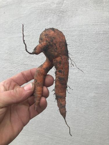 Eine Karotte, welche das Symbol für das Weinpaket "Wurzeln - Roots" darstellt